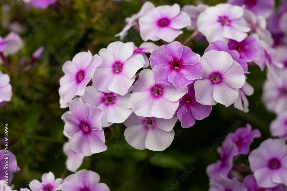 Closeup of pretty pink striped phlox flowers, variety Phlox maculata Natascha, i