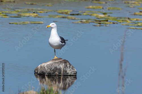Black-backed gull balancing on one leg