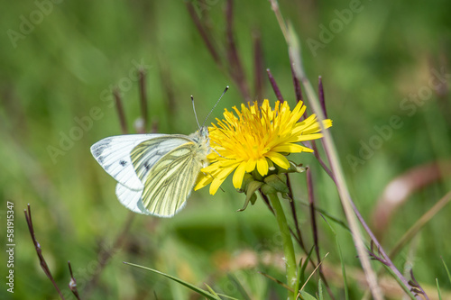 Green-veined white butterfly hanging from a dandelion