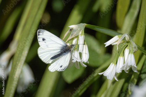 Green-veined white butterfly on a three-cornered leek