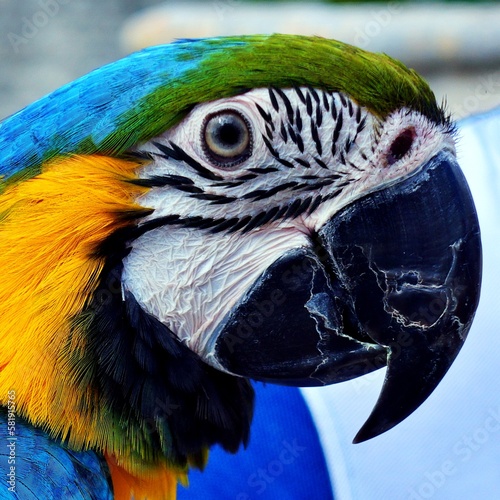Portrait of a Blue Yellow Macaw Parrot