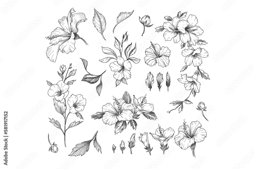 Hibiscus Flower Illustrations - Vector Graphics - Floral Illustration - Cutting Files - Vector Set - Wild Flowers - Leaf - Leaves - Collection - Nature - Transparent - Isolated - Illustrator - PNG Hibiscus Flower Illustrations - Vector Graphics - Floral Illustration - Cutting Files - Vector Set - Wild Flowers - Leaf - Leaves - Collection - Nature - Transparent - Isolated - Illustrator - PNG