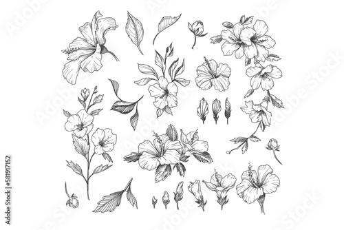 Hibiscus Flower Illustrations - Vector Graphics - Floral Illustration - Cutting Files - Vector Set - Wild Flowers - Leaf - Leaves - Collection - Nature - Transparent - Isolated - Illustrator - PNG 
