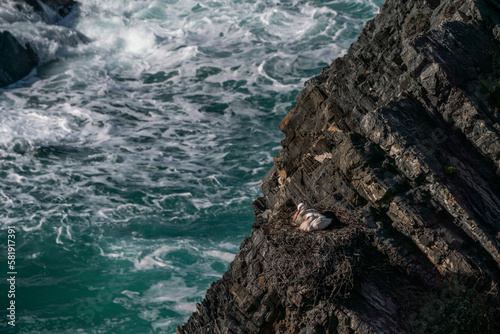 stork nesting on cliffs with sea in the background photo