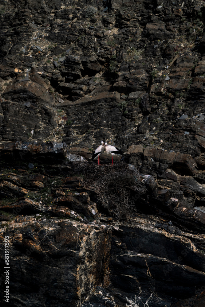 Obraz premium stork nesting on cliffs with sea in the background
