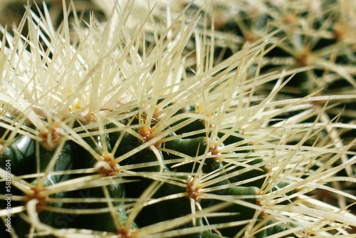 Close-up photo of the spines of a succulent plant: cactus