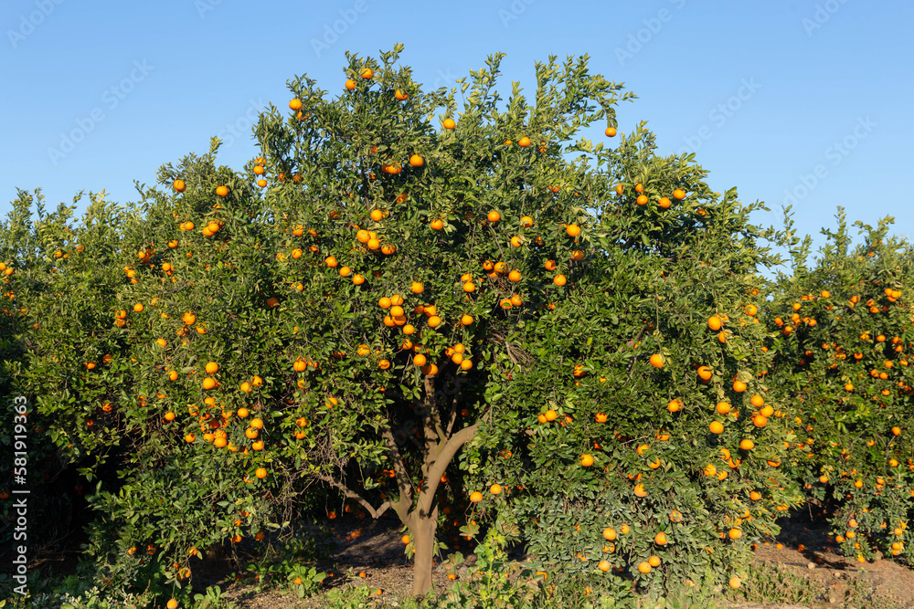 Tangerine trees in a citrus orchard. Citrus reticulata. Citrus harvest in Israel. Winter.