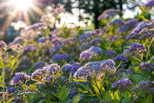 Heliotropes in the Sun