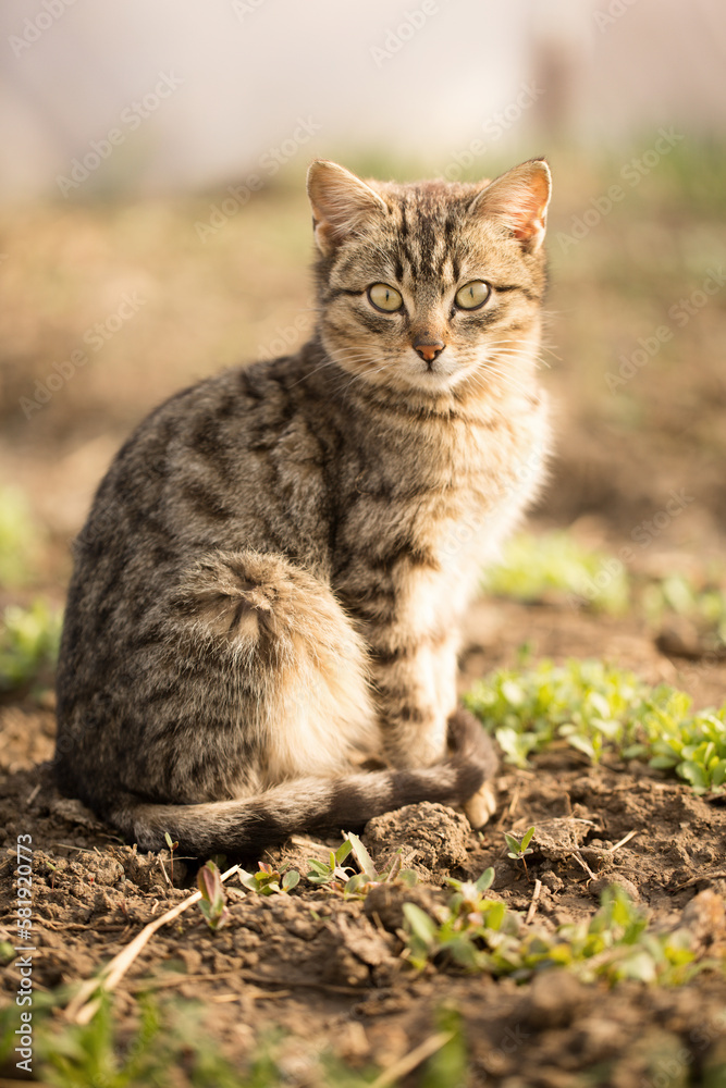 Domestic cat sits on beds with greenery