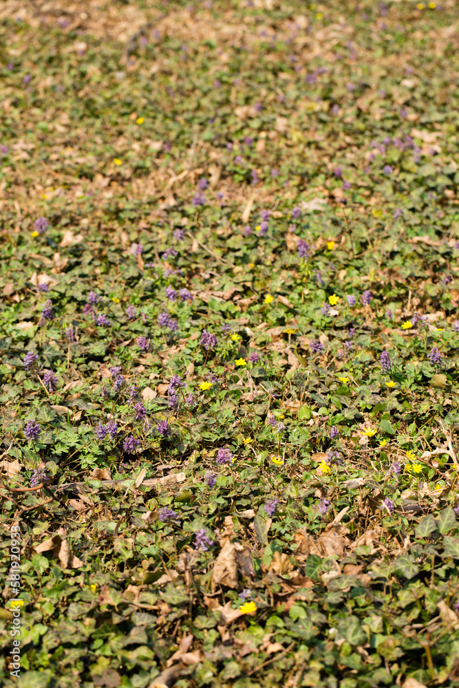 A glade of blooming primroses in a forest in spring