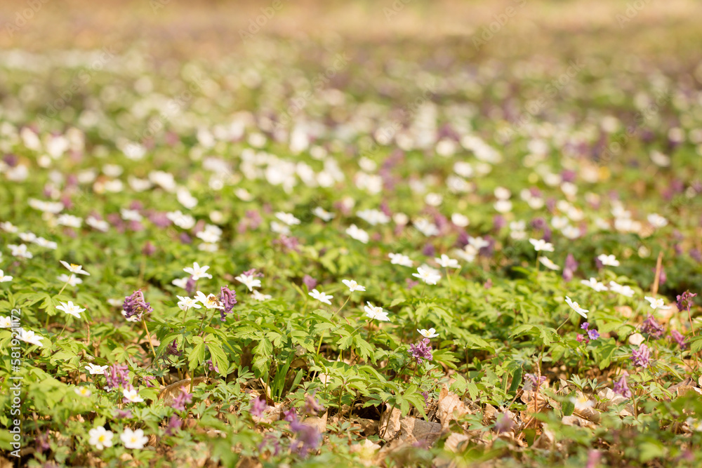 primroses in a wild forest in spring primroses in a wild forest in spring