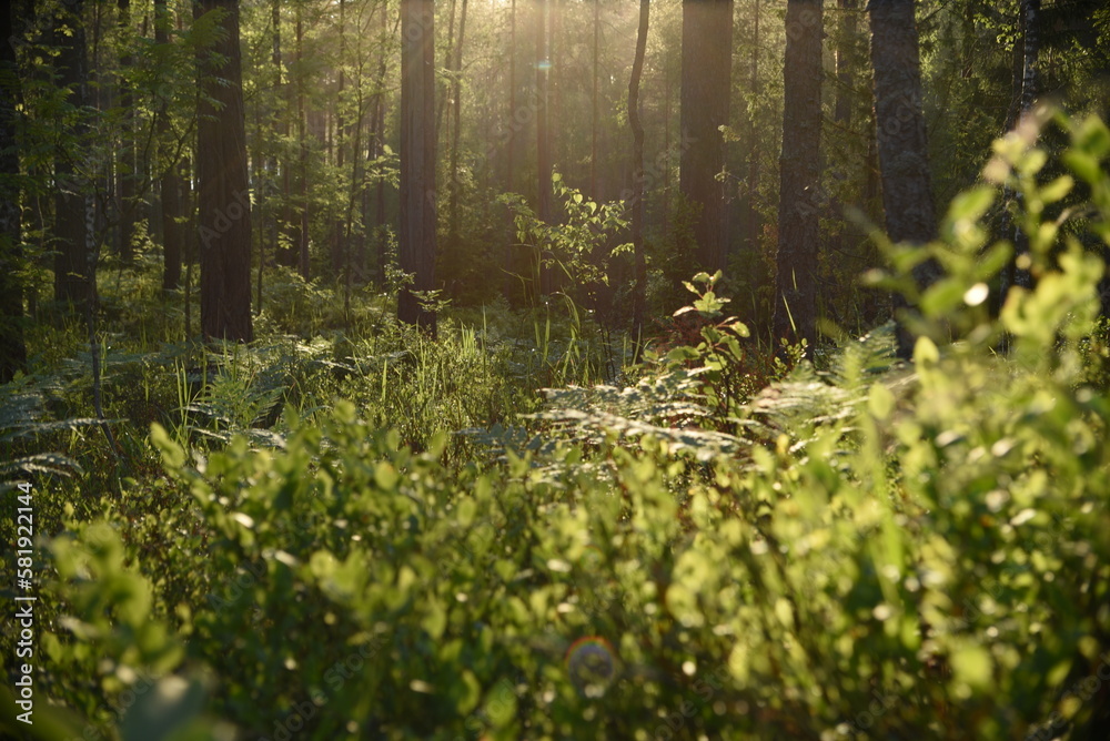 Fototapeta premium spring in the forest