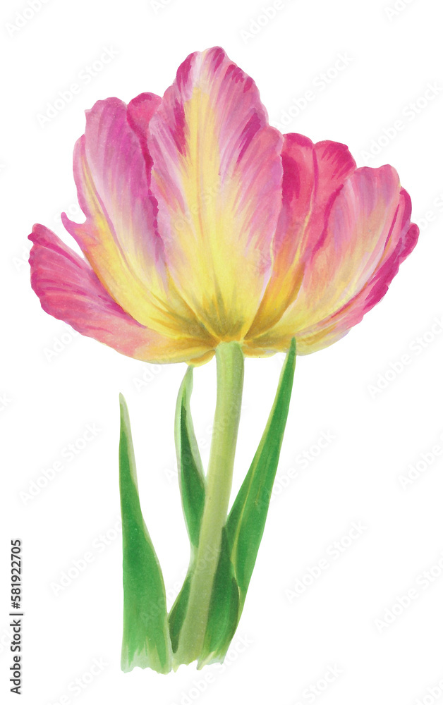 Botanical illustration of a pink and yellow blooming tulip. Isolated floral element on white background tp be used for decoration or as an icon