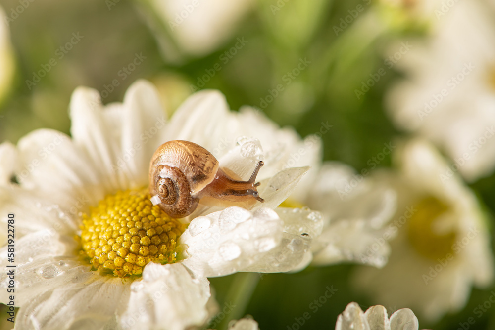 Snail and flowers, small snail on beautiful white and yellow flowers seen by a macro lens, selective focus. Snail and flowers, small snail on beautiful white and yellow flowers seen by a macro lens, selective focus.