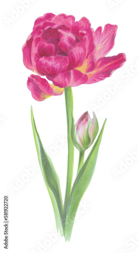 Isolated pink tulip element. Romantic illustration of a blooming spring flower, hand drawn with markers on a white background