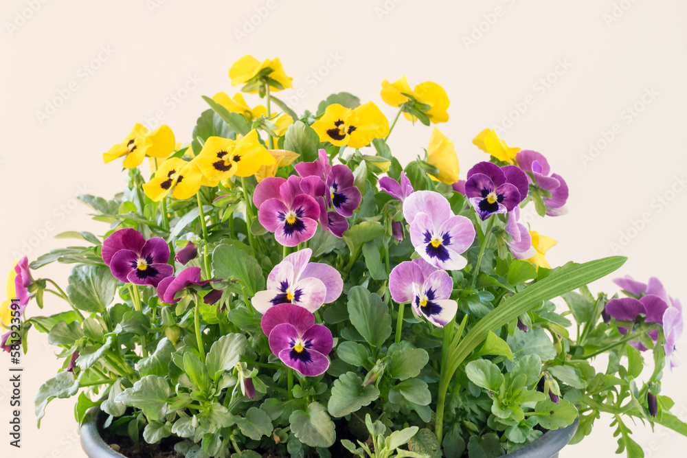 colorful mix of viola flowers isolated, copy space