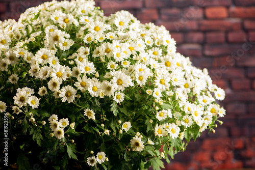Beautiful flowers  beautiful white and yellow flowers from Brazil  dark background  selective focus.