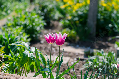 colorful pink tulips in spring garden
