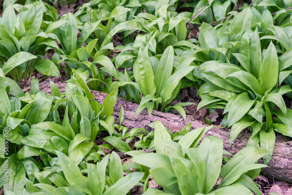 Obraz premium allium garlic herb in spring forest