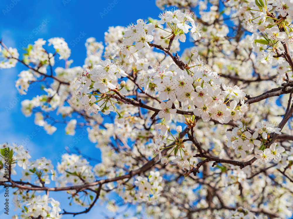Sunny view of Callery pear blossom in the campus of Oklahoma Christian University Sunny view of Callery pear blossom in the campus of Oklahoma Christian University