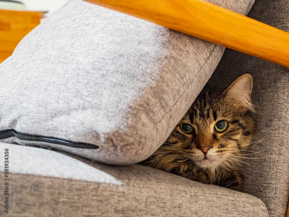 Close up shot of a Maine Coon mix cat hiding on chair with a pillow