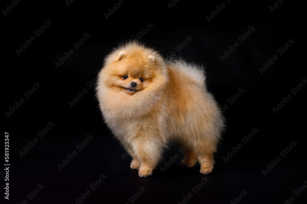 Miniature Pomeranian Spitz standing on black background, front view