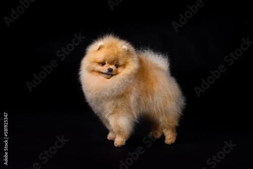 Miniature Pomeranian Spitz standing on black background, front view