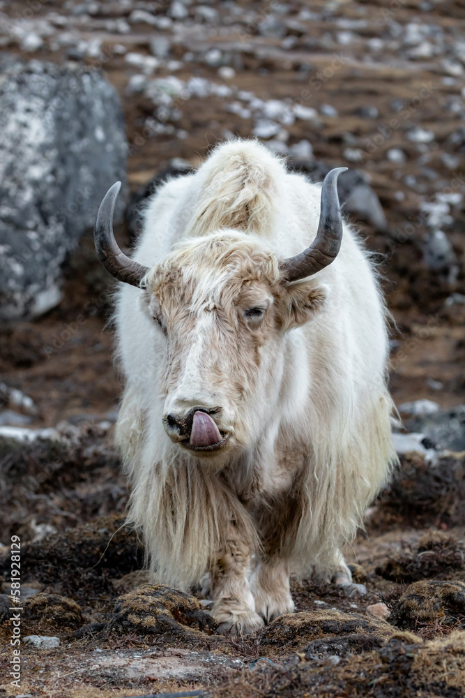 Impressive Yak eating grass in the Gokyo village Impressive Yak eating grass in the Gokyo village