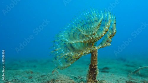Sabella spallanzanii   scenery underwater open wings and collecting particles in water fan worm ocean scenery background photo