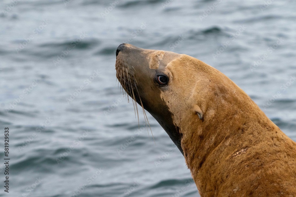 Obraz premium cute sea lion looking away from camera with ocean in background