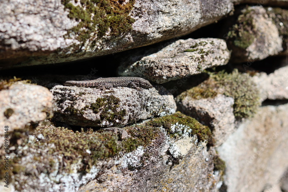 Lézards sur un mur en pierre. Corrèze, France