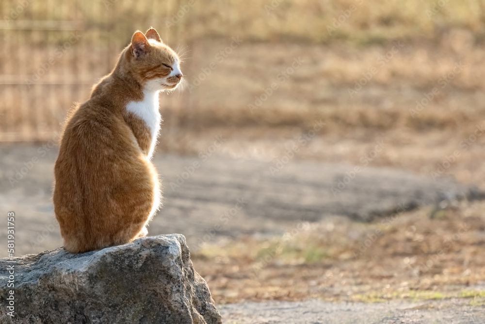 Obraz premium Ginger red hair tabby cat enjoy the sun outside sitting relaxed on the sun.