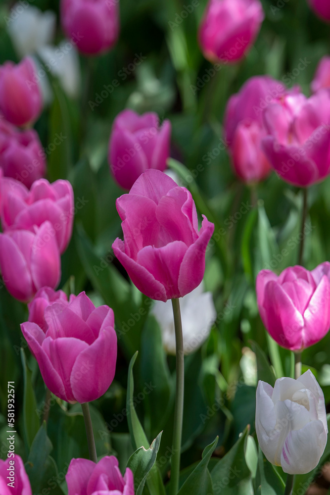 tulips