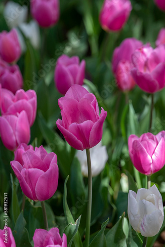 tulips