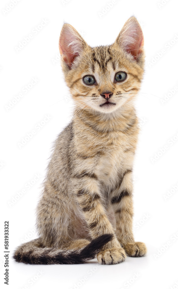 Kitten on white background. Kitten on white background.