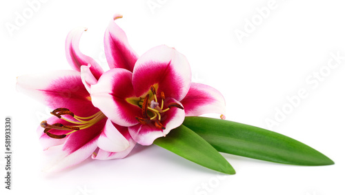 Two pink lilies.