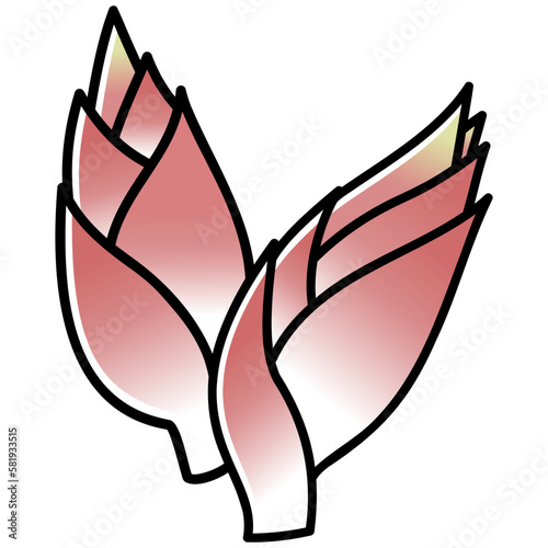 太い線で描かれたカットイラスト / 2個のミョウガ