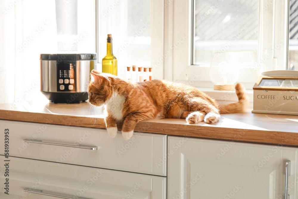 Cute red cat lying on counter in kitchen Cute red cat lying on counter in kitchen