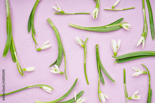 Composition with beautiful snowdrops on lilac background