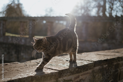 Beautiful tobby cat outdoors in the city. photo