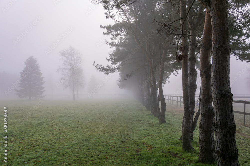 Treelined paddocks on a misty morning