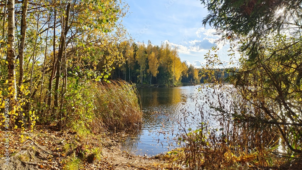There are birches, spruces and bushes on the lake shore, reeds in the water, and trees with yellow fall foliage on the opposite shore. The sun shines through the branches. The trees are reflected