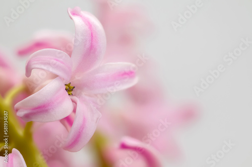 pink hyacinth  Hyacinthus   blooming stately stately inflorescence  delicate bell-shaped intimate flowers  ornamental spring plant on a light background