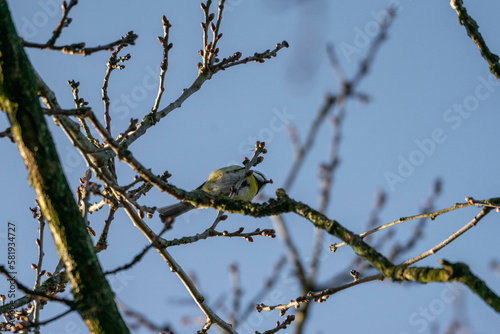 Cute little great tit sitting on branch © PIC by Femke