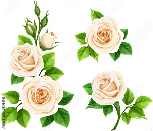 Roses. Set of white rose flowers isolated on a white background. Vector illustration