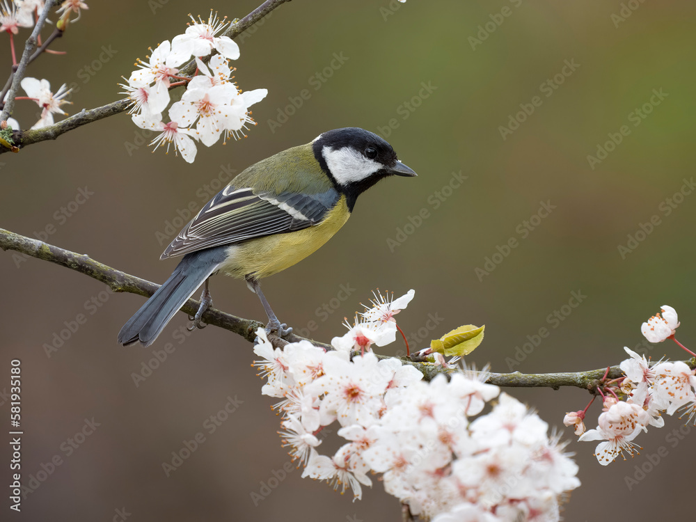 Obraz premium Great tit, Parus major