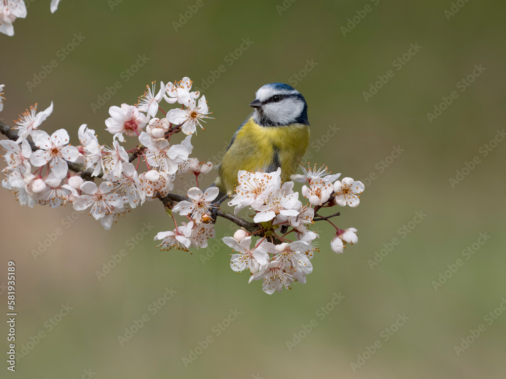 Obraz premium Blue tit, Cyanistes caeruleus