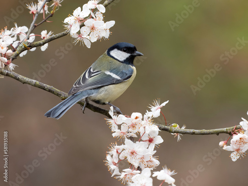 Canvas Print Great tit, Parus major