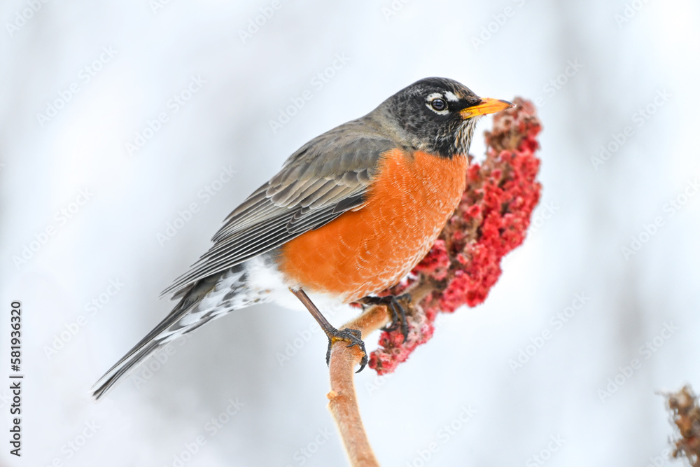 American Robin perched on Sumac American Robin perched on Sumac