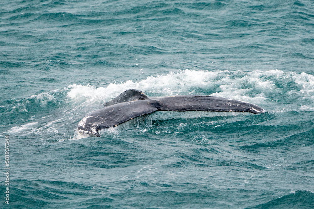 Fototapeta premium humpback whale tale above the water photograph